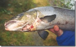 diseased-salmon
